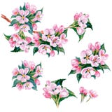 Branche de pommier d'aquarelle avec des fleurs Fond de source Vecteur illustration stock Branche de pommier d'aquarelle avec des fleurs Fond de source Vecteur illustration stock