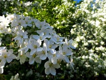 Branche de vue ?troite blanche de floraison de pommier images stock Branche de vue ?troite blanche de floraison de pommier images stock