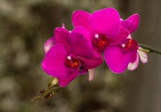 Branche fleurissante de phalaenopsis d'orchidée image stock Branche fleurissante de phalaenopsis d'orchidée image stock
