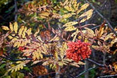 Branche rouge de sorbe sur le fond des feuilles jaunes d'automne photo stock Branche rouge de sorbe sur le fond des feuilles jaunes d'automne photo stock