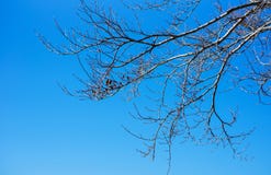 Branche sans feuilles photos libres de droits Branche sans feuilles photos libres de droits