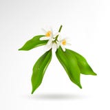 Branche se développante d'usine d'agrume avec des fleurs, des bourgeons et des feuilles vertes d'isolement sur le fond blanc Vect illustration libre de droits Branche se développante d'usine d'agrume avec des fleurs, des bourgeons et des feuilles vertes d'isolement sur le fond blanc Vect illustration libre de droits