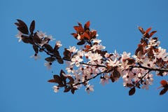 Branche simple de prune de cerise de floraison contre le ciel bleu photographie stock Branche simple de prune de cerise de floraison contre le ciel bleu photographie stock