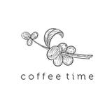 Branche tirée par la main de caféier illustration stock Branche tirée par la main de caféier illustration stock