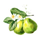 Branche verte de goyave avec des fruits, feuilles et fleurs, d'isolement sur le fond blanc Illustration tirée par la main d'aquar illustration libre de droits Branche verte de goyave avec des fruits, feuilles et fleurs, d'isolement sur le fond blanc Illustration tirée par la main d'aquar illustration libre de droits
