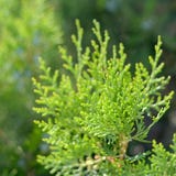 Branche verte de thuja dans les rayons du soleil photos libres de droits Branche verte de thuja dans les rayons du soleil photos libres de droits