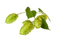Branchement d'houblon images stock Branchement d'houblon images stock