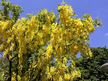 Branches avec les fleurs jaunes de la pluie à chaînes d'arbre d'Anagyroides de cytise ou d'or d'or contre le ciel bleu image stock Branches avec les fleurs jaunes de la pluie à chaînes d'arbre d'Anagyroides de cytise ou d'or d'or contre le ciel bleu image stock