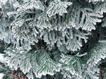 Frost on the branches of the Christmas tree stock images Frost on the branches of the Christmas tree stock images
