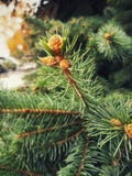 Branches of coniferous tree with swollen young buds. stock image Branches of coniferous tree with swollen young buds. stock image