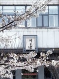 Branches covered with cherry blossoms,in fornt of a building royalty free stock photos Branches covered with cherry blossoms,in fornt of a building royalty free stock photos