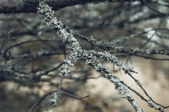 Branches d'arbre grises couvertes de la mousse dans la fin de forêt Belle mousse sur les branches L'arbre dans la mousse photo stock Branches d'arbre grises couvertes de la mousse dans la fin de forêt Belle mousse sur les branches L'arbre dans la mousse photo stock