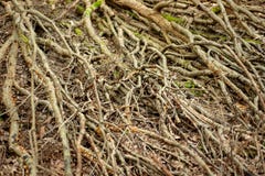 Branches d'arbre sur le plancher de forêt images libres de droits Branches d'arbre sur le plancher de forêt images libres de droits