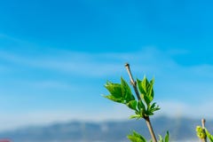 Branches d'un poirier avec de jeunes feuilles vertes contre le ciel bleu dans le coin du cadre, l'espace de copie photo libre de droits Branches d'un poirier avec de jeunes feuilles vertes contre le ciel bleu dans le coin du cadre, l'espace de copie photo libre de droits
