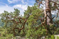 Branches de pin de courbes sur le fond des montagnes et du ciel, Altai, Russie photo stock Branches de pin de courbes sur le fond des montagnes et du ciel, Altai, Russie photo stock