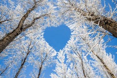 Branches form a heart-shaped pattern