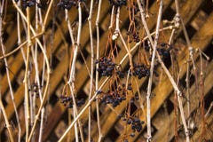 Branches of grapes entwine a wooden arbor. Arbor decoration stock photos Branches of grapes entwine a wooden arbor. Arbor decoration stock photos