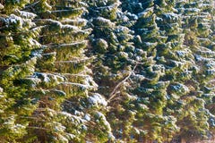 Branches impeccables dans une forêt conifére couverte de neige Images stock Branches impeccables dans une forêt conifére couverte de neige Images stock