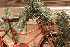 Branches rouges de bicyclette et de pin photo libre de droits Branches rouges de bicyclette et de pin photo libre de droits