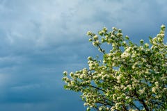 Branches se développantes d'un poirier avec de jeunes feuilles vertes contre le contexte d'un ciel orageux dans le coin du cadre, photos stock Branches se développantes d'un poirier avec de jeunes feuilles vertes contre le contexte d'un ciel orageux dans le coin du cadre, photos stock