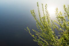 Branches of a shrubbery with young green leaves on the background of a blue pond, a reflection of the sun in the water Royalty Free Stock Photography Branches of a shrubbery with young green leaves on the background of a blue pond, a reflection of the sun in the water Royalty Free Stock Photography