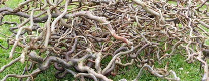 Branches from snake hazel shrub stock photo Branches from snake hazel shrub stock photo