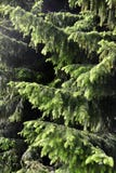 Spruce tree branches new needles Stock Photos Spruce tree branches new needles Stock Photos