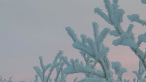 Branches of trees covered with snow and with frost, against the dark blue sky.