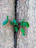 Branching plant beside of tree royalty free stock photography Branching plant beside of tree royalty free stock photography