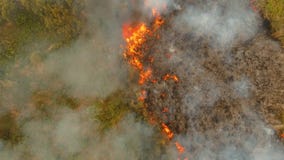 Brand i en tropisk buske Brand i en tropisk buske