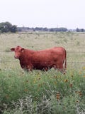 & x22;Branded& x22; Brown Cow Grazing on Texas Ranch royalty free stock images & x22;Branded& x22; Brown Cow Grazing on Texas Ranch royalty free stock images
