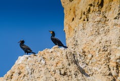 Brandt& x27; cormorán de s - Torrey Pines - California imágenes de archivo libres de regalías Brandt& x27; cormorán de s - Torrey Pines - California imágenes de archivo libres de regalías