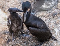 Brandt`s Cormorant Birds adult and young bird royalty free stock image Brandt`s Cormorant Birds adult and young bird royalty free stock image