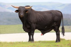 Brangus Cattle Bull