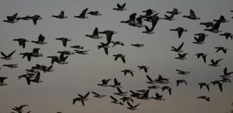Brant Geese In Flight Stock Photos Brant Geese In Flight Stock Photos