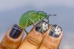 Brazylijscy insekty outdoors fotografia royalty free Brazylijscy insekty outdoors fotografia royalty free