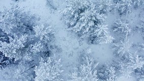 Breathtaking fly in calm snowfall over snowy fir, pine trees. Winter time, scenic landscape. Fairy tale forest, frozen wild nature
