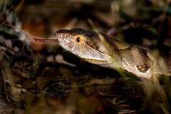 Breedbandlaticinctus van Texas Copperhead Agkistrodon contortrix royalty-vrije stock afbeelding Breedbandlaticinctus van Texas Copperhead Agkistrodon contortrix royalty-vrije stock afbeelding