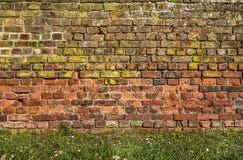 Brick wall with grass and daisies stock image Brick wall with grass and daisies stock image