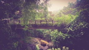 Bridge in forest Bridge in forest