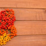 Bright autumn mountain ash on wooden boards background stock photo Bright autumn mountain ash on wooden boards background stock photo