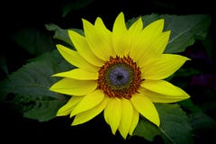 Bright and beautiful sunflower royalty free stock image Bright and beautiful sunflower royalty free stock image
