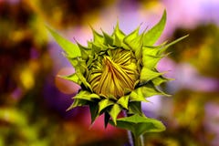 Cheerful sunflower bud in the sun royalty free stock photography Cheerful sunflower bud in the sun royalty free stock photography