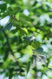 Bright birch branches in the sunlight stock photos Bright birch branches in the sunlight stock photos
