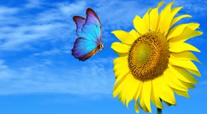 Bright Blue Butterfly Morpho And Sunflower Against A Blue Sky. Butterfly On  A Flower. Flying Butterfly Stock Image - Image of closeup, animal: 152289549