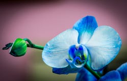 Bright bud of blue color orchid flower close-up macro royalty free stock image Bright bud of blue color orchid flower close-up macro royalty free stock image