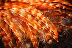 Bright Colorful Feathers Of Some Bird Stock Photography