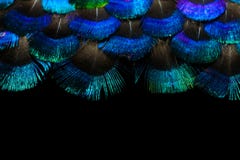 Bright feathers background stock photography Bright feathers background stock photography
