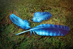 Bright Feathers Of The Blue Bird Of Happiness. Stock Image