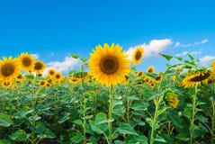 Bright Field Of Sunflowers Stock Image
